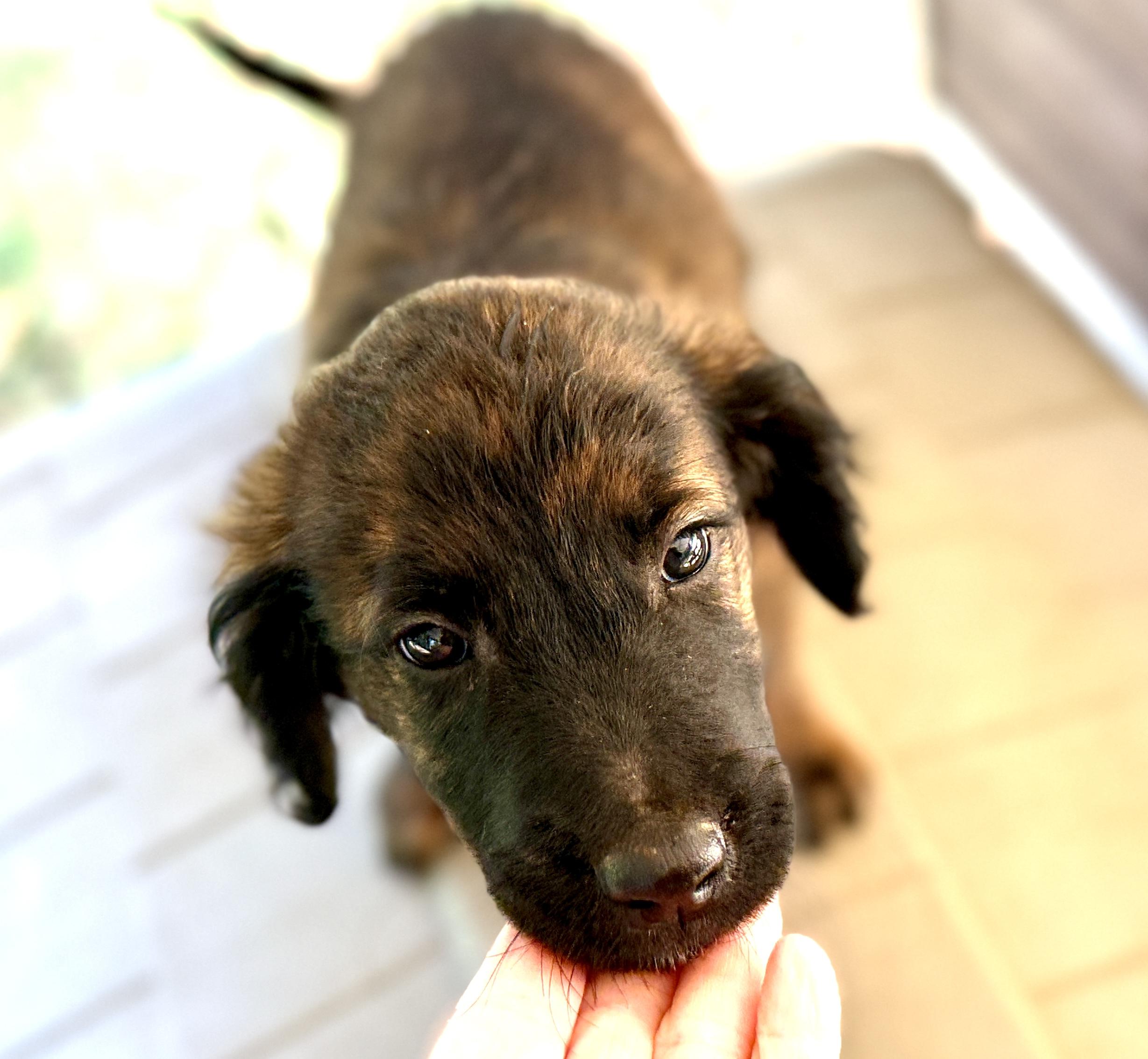 JESS, Adoptable, Puppy Female Poodle.