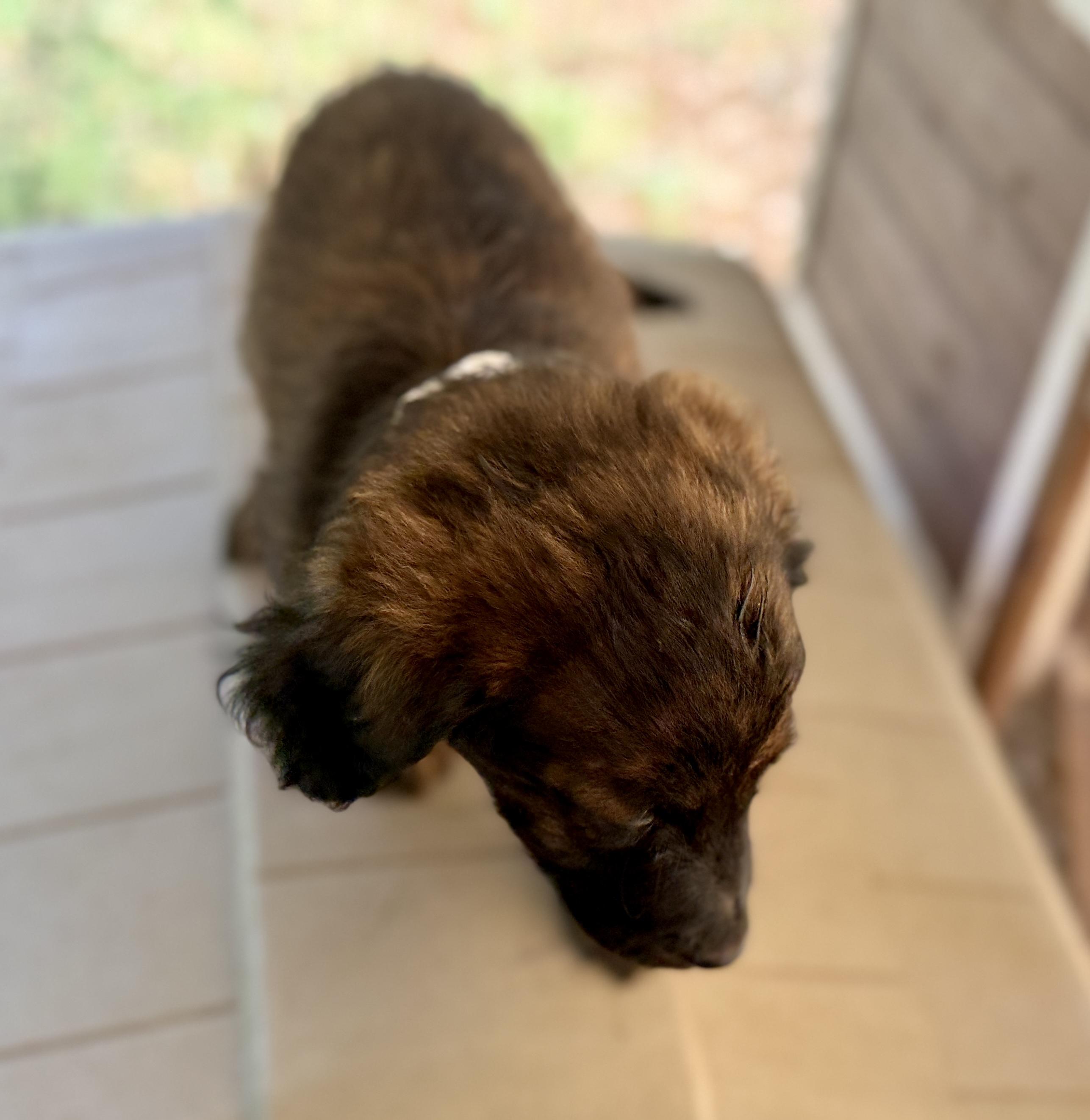 Enlarge JESS, a Adoptable mixed breed in Fosters, AL image 3/6