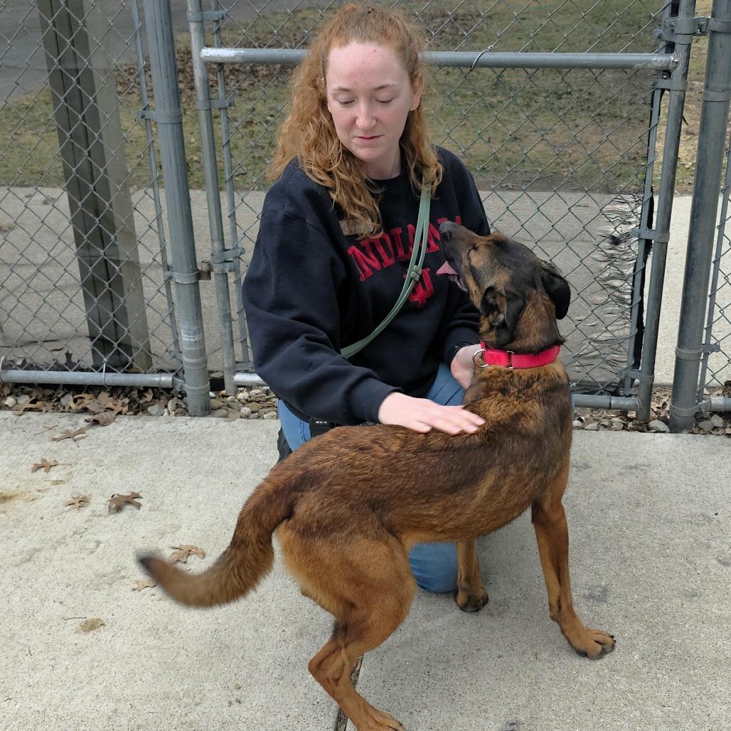 Enlarge Moxie, a Adoptable mixed breed in Michigan City, IN image 2/6