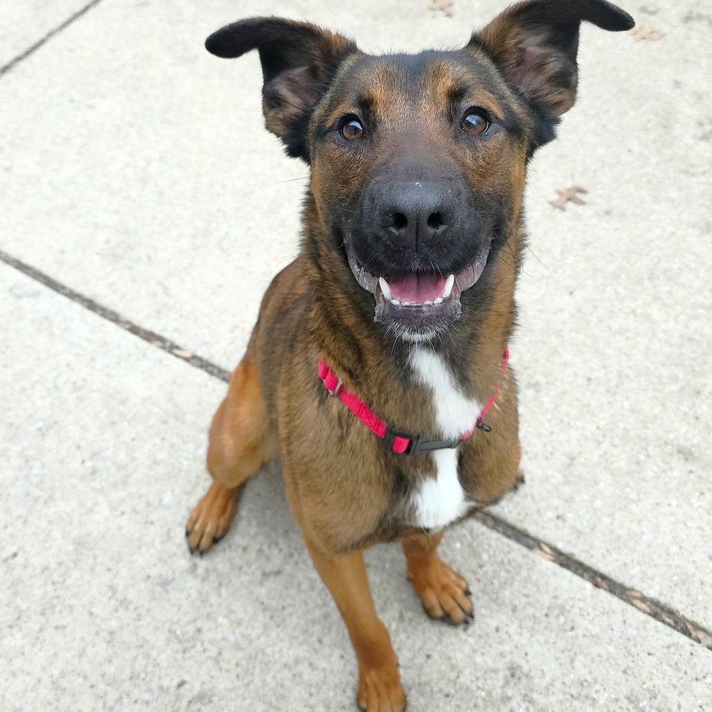 Enlarge Moxie, a Adoptable mixed breed in Michigan City, IN image 5/6
