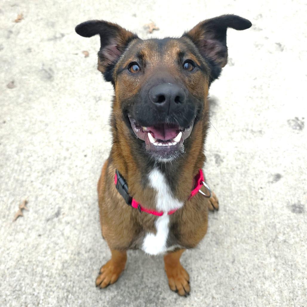 Enlarge Moxie, a Adoptable mixed breed in Michigan City, IN image 6/6