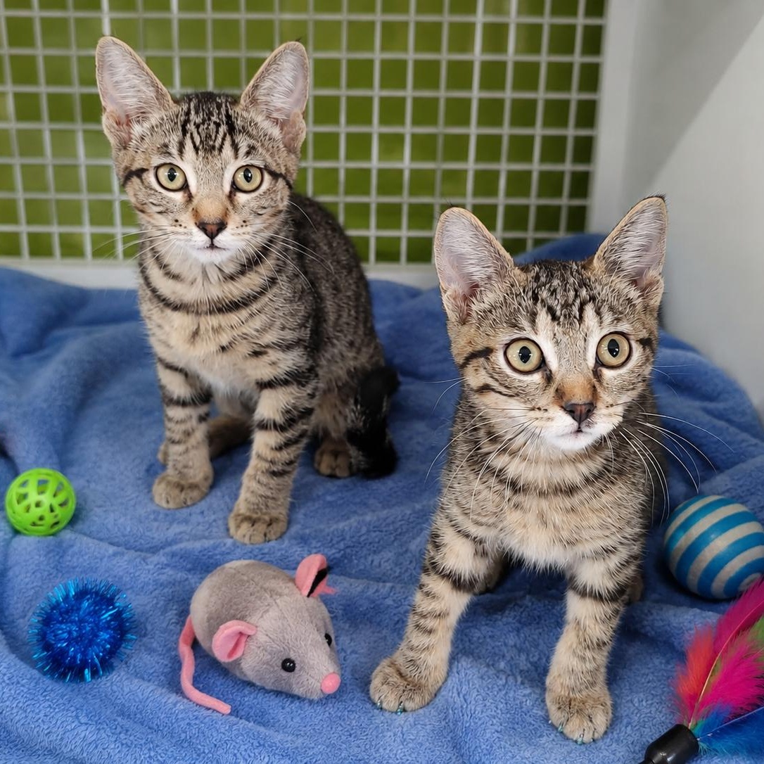 Moss (Bonded), a ADOPTABLE Domestic Short Hair in Chandler, AZ image 2/3