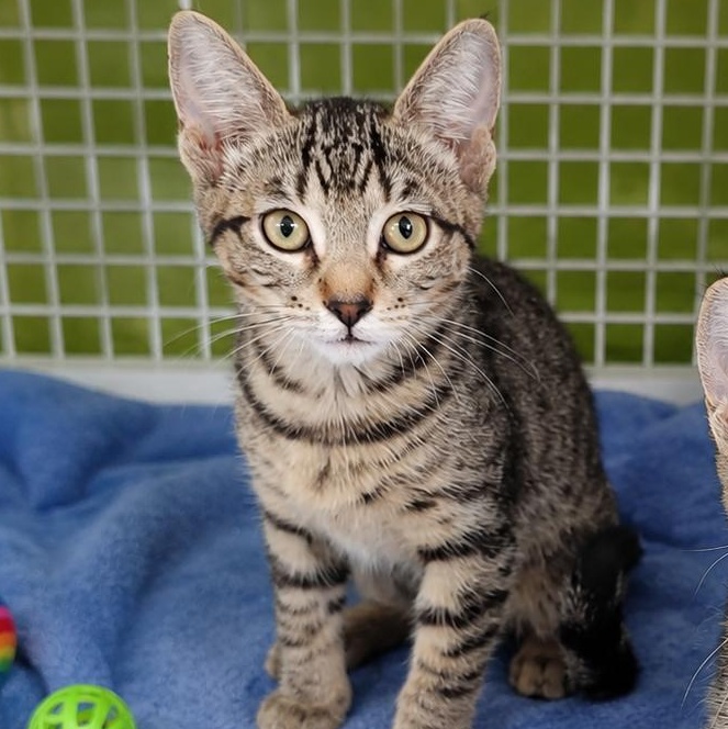 Moss (Bonded), ADOPTABLE, Kitten Female Domestic Short Hair.