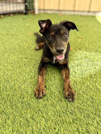 Spud, Adoptable, Puppy Male Labrador Retriever & Mixed Breed.