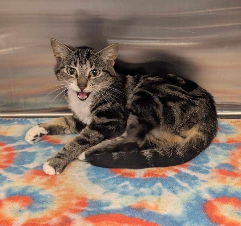 Crackers, Adoptable, Young Female Domestic Short Hair.