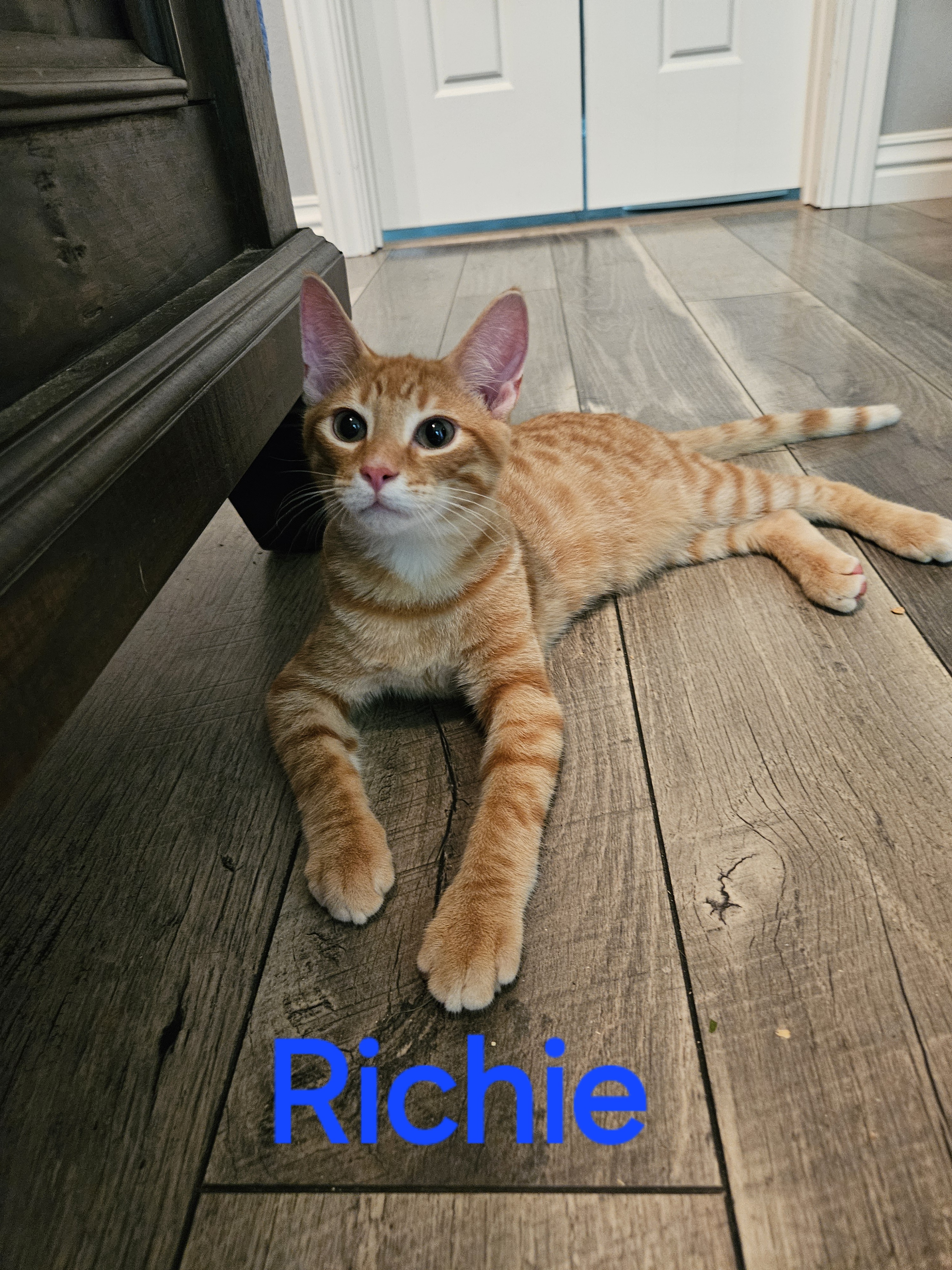Richie, Adopted, Young Male Tabby.