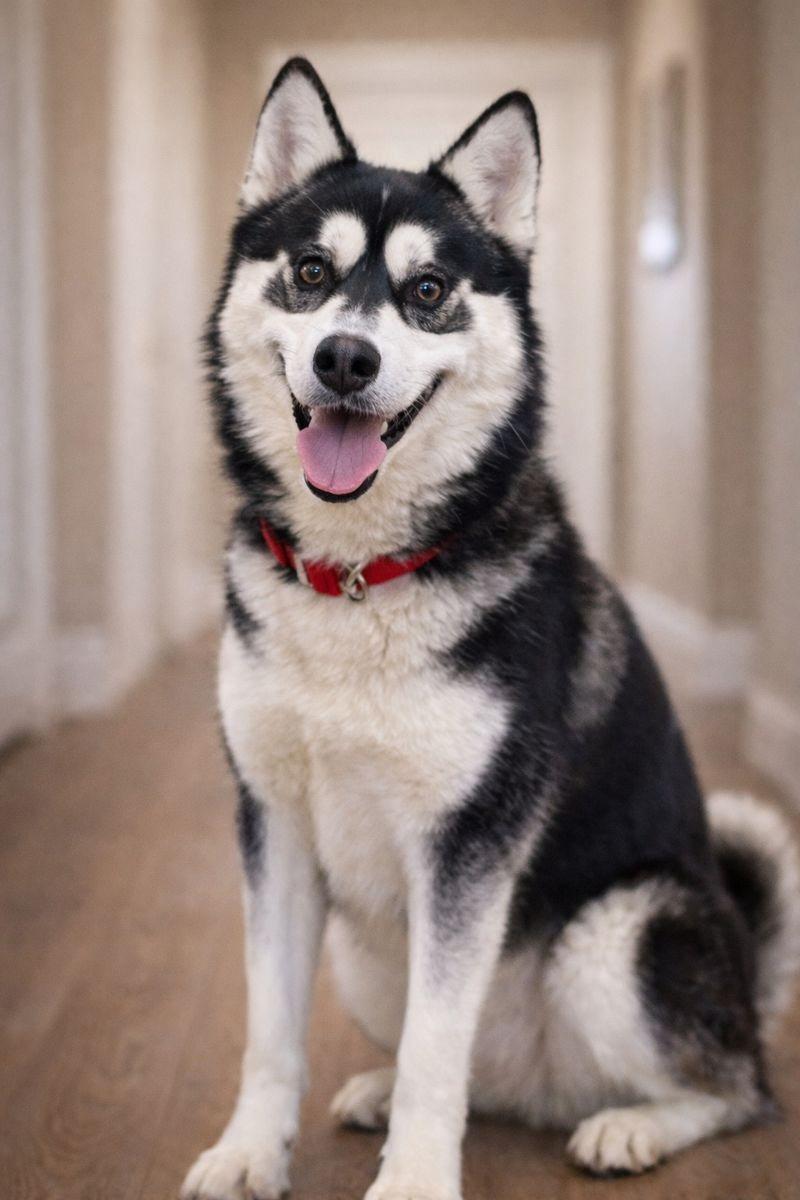 Enlarge Bowie, a Adoptable Husky in Reno, NV image 2/6