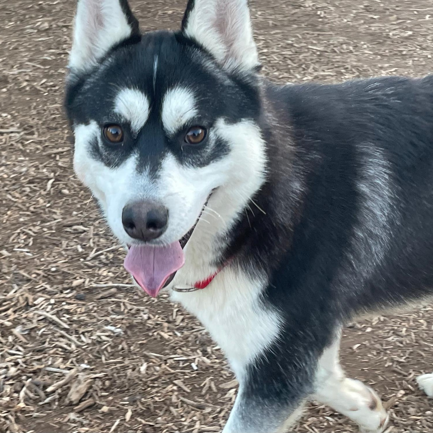 Enlarge Bowie, a Adoptable Husky in Reno, NV image 4/6