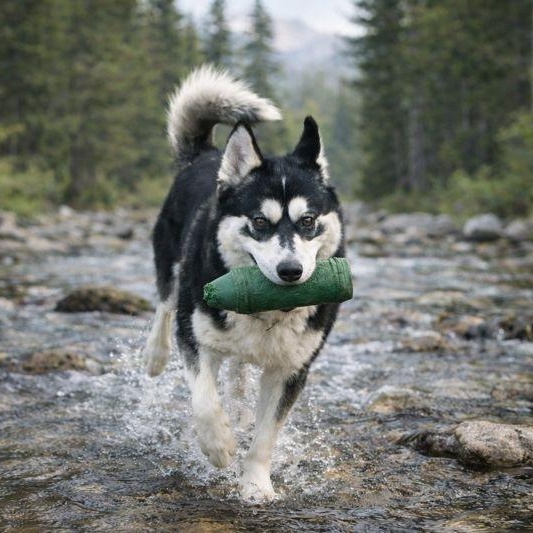 Enlarge Bowie, a Adoptable Husky in Reno, NV image 3/6