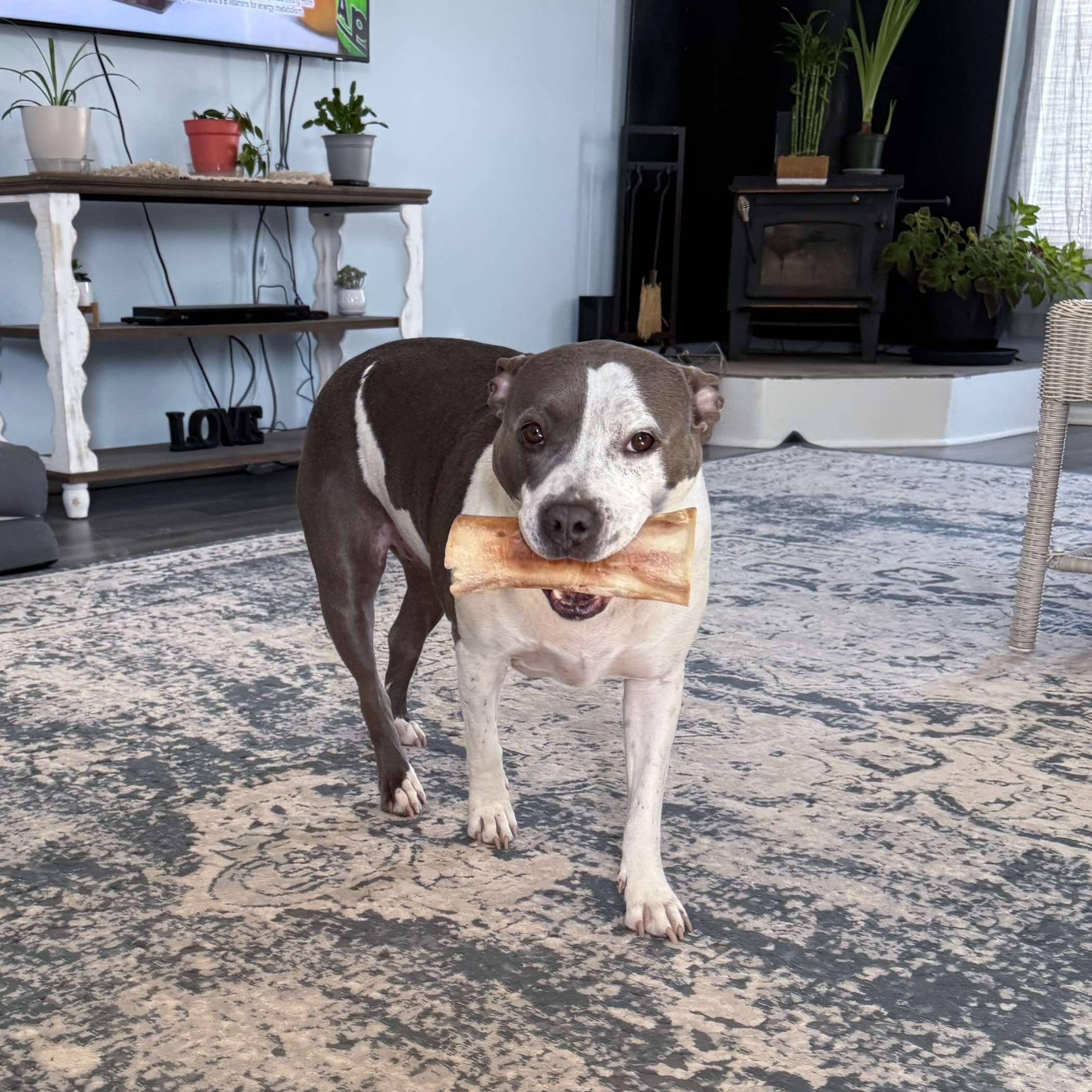 Daisy, an adoptable American Staffordshire Terrier, Australian Cattle Dog / Blue Heeler in RYE, CO, 81069 | Photo Image 4