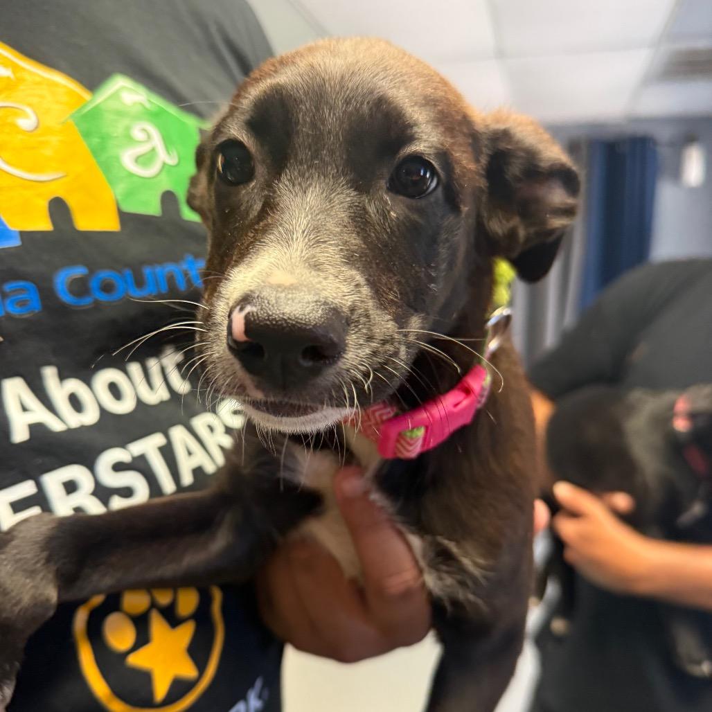 Enlarge River, a Adoptable Mixed Breed in Lake Jackson, TX image 1/3