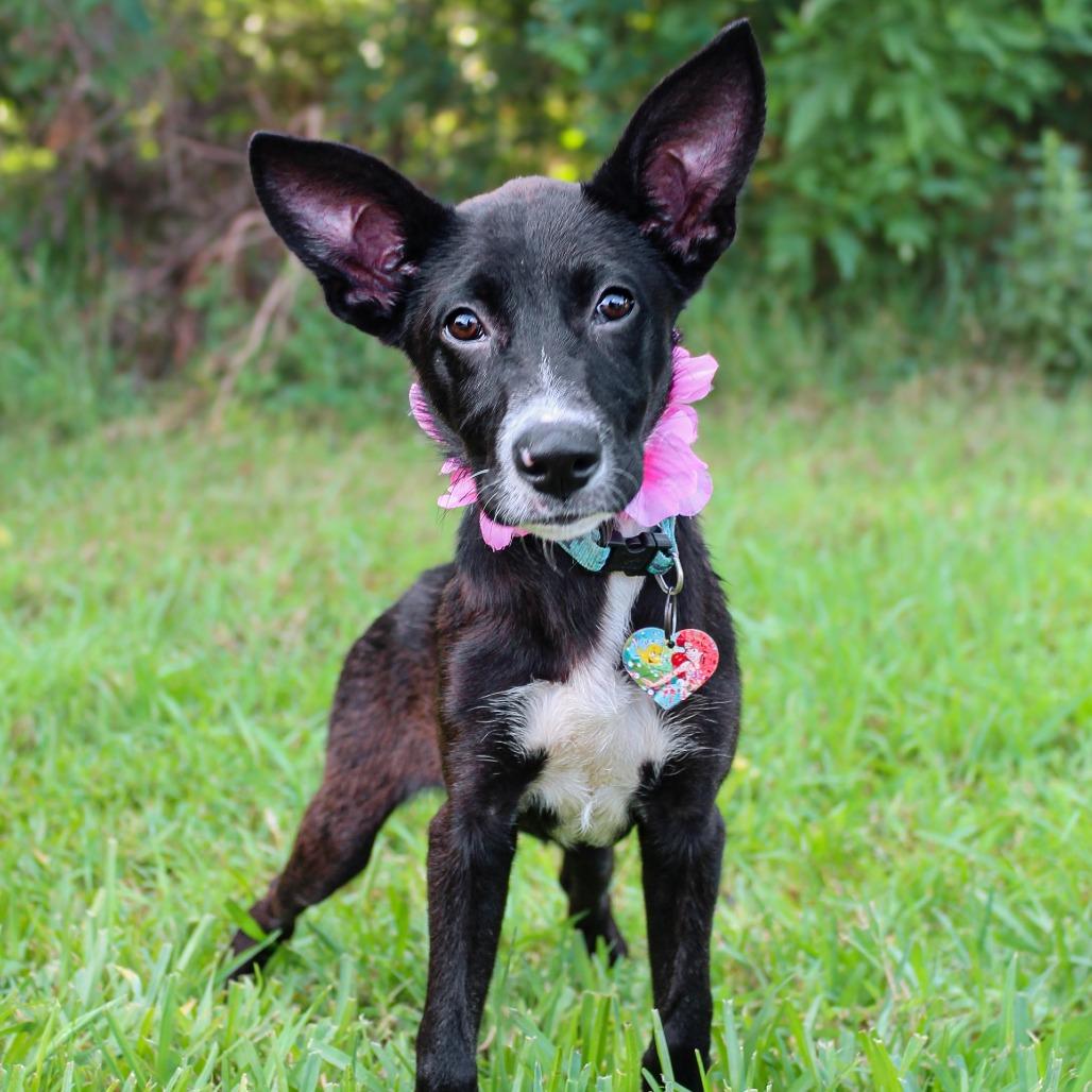 Enlarge River, a Adoptable Mixed Breed in Lake Jackson, TX image 2/3