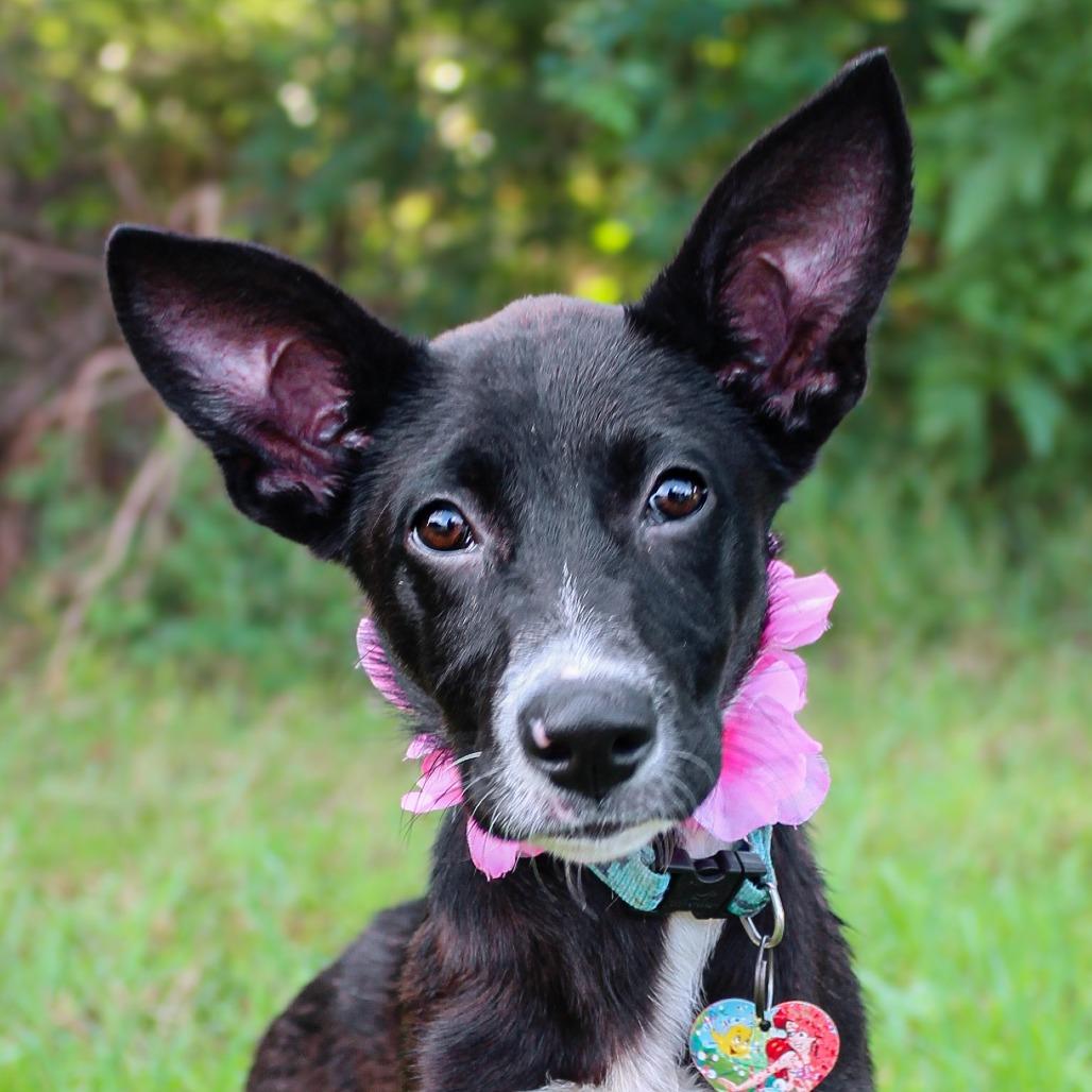 Enlarge River, a Adoptable Mixed Breed in Lake Jackson, TX image 3/3