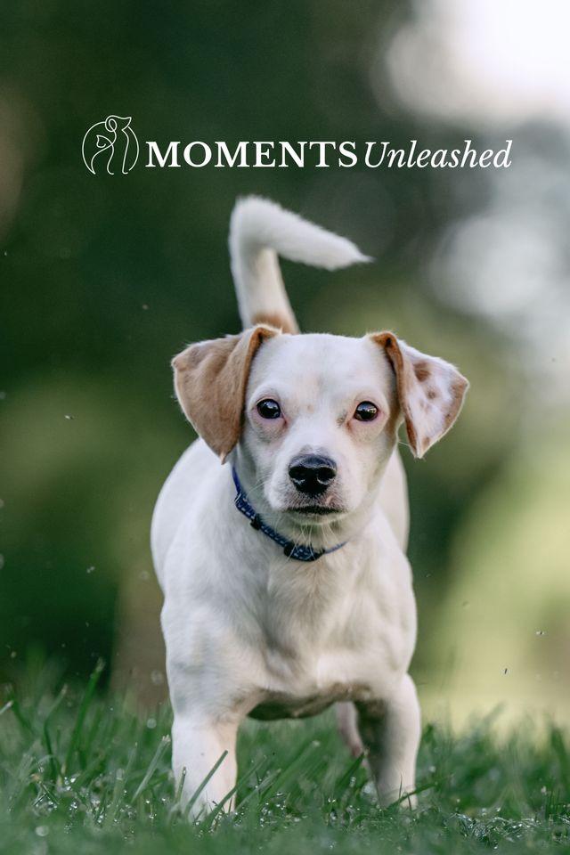 Enlarge Creed, a Adopted mixed breed in Myakka City, FL image 4/4