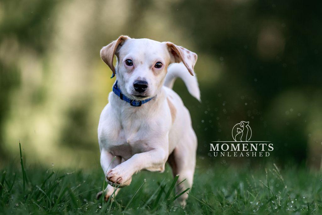 Enlarge Creed, a Adopted mixed breed in Myakka City, FL image 3/4