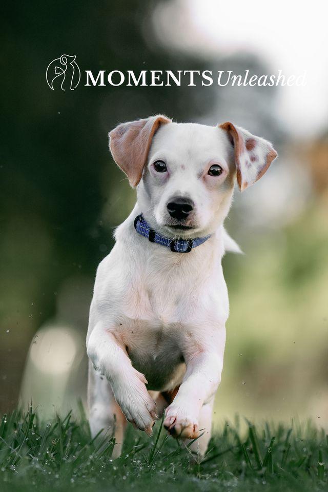 Creed, Adopted, Young Male Jack Russell Terrier.