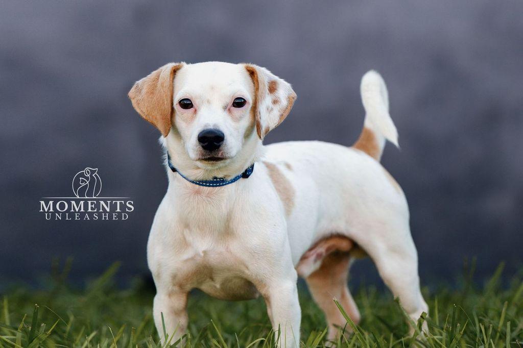 Enlarge Creed, a Adopted mixed breed in Myakka City, FL image 2/4