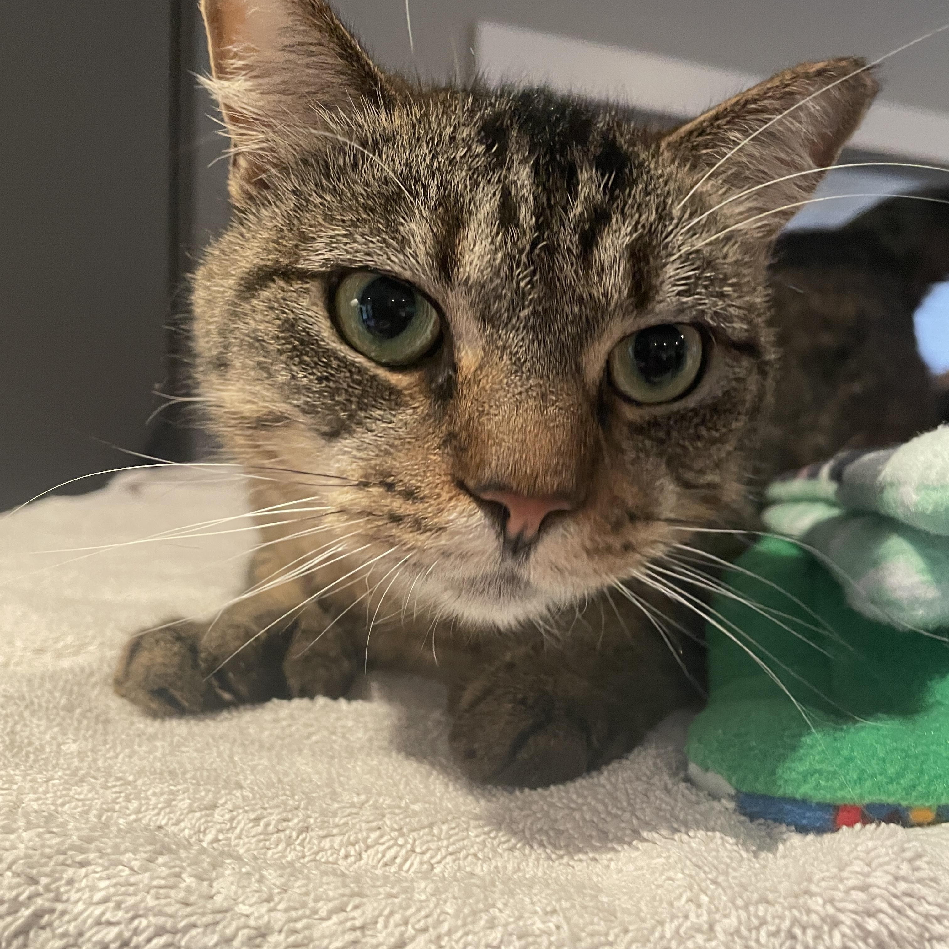 Aurora, an adoptable Domestic Short Hair in Salt Spring Island, BC, V8K 2W3 | Photo Image 1