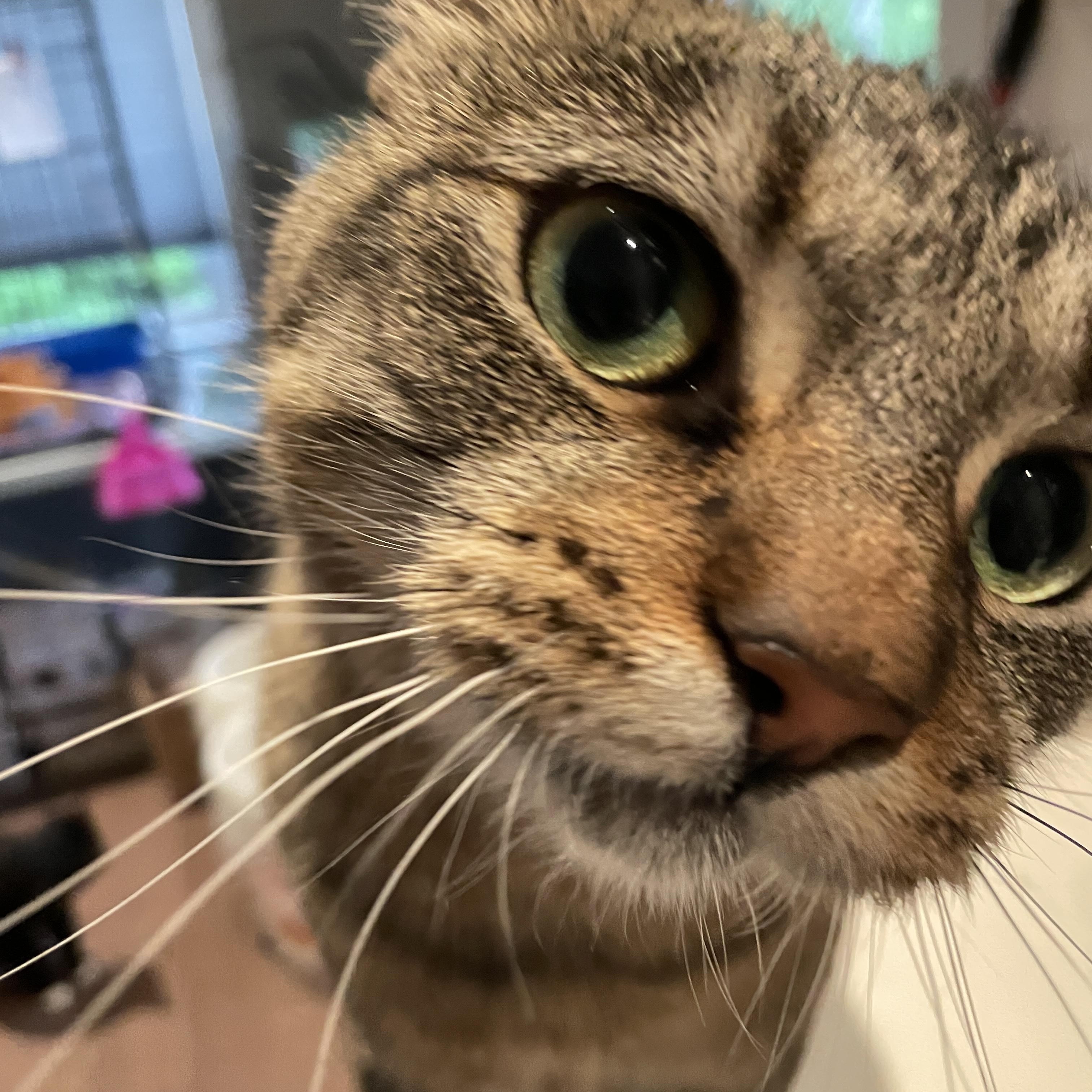 Aurora, an adoptable Domestic Short Hair in Salt Spring Island, BC, V8K 2W3 | Photo Image 4