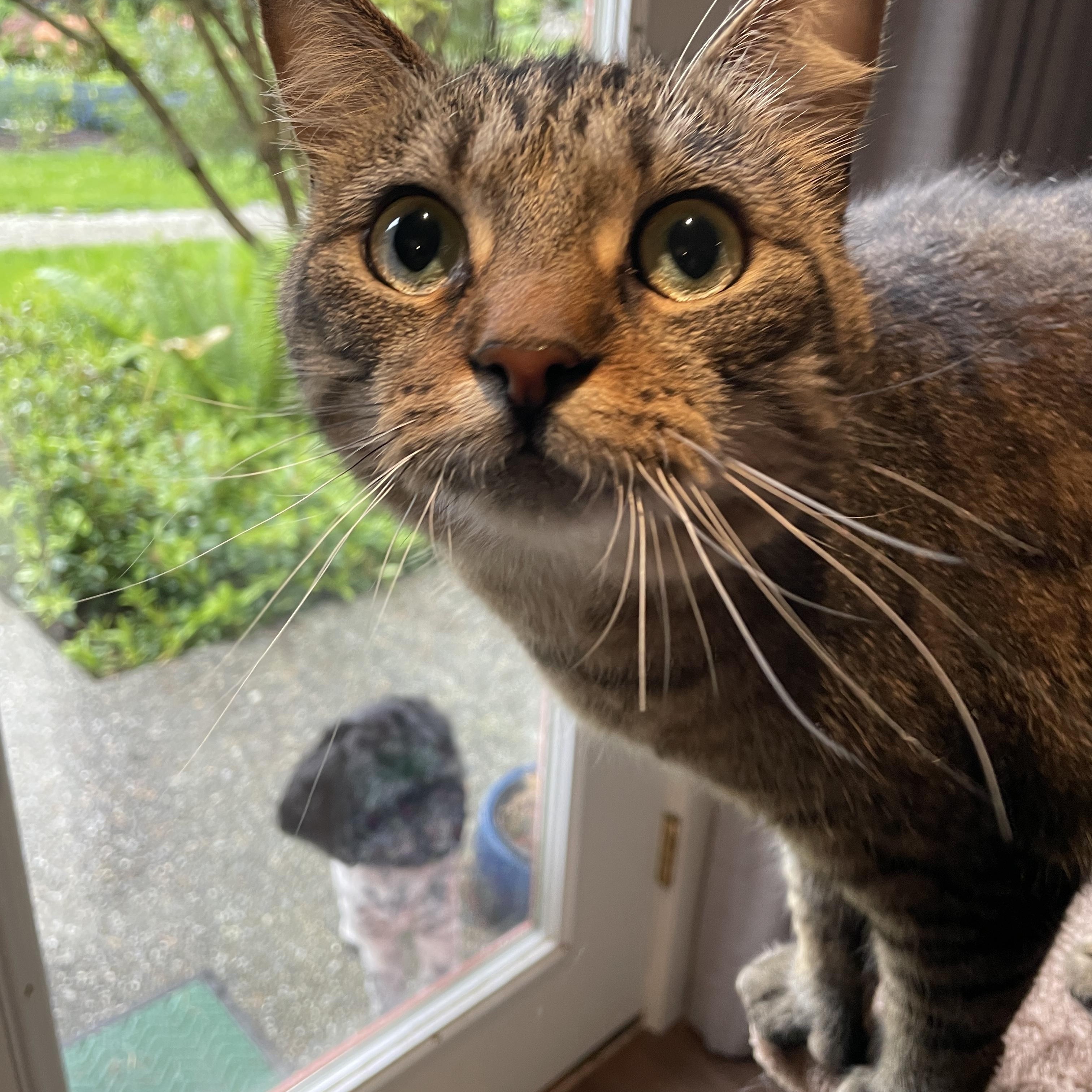 Aurora, an adoptable Domestic Short Hair in Salt Spring Island, BC, V8K 2W3 | Photo Image 3