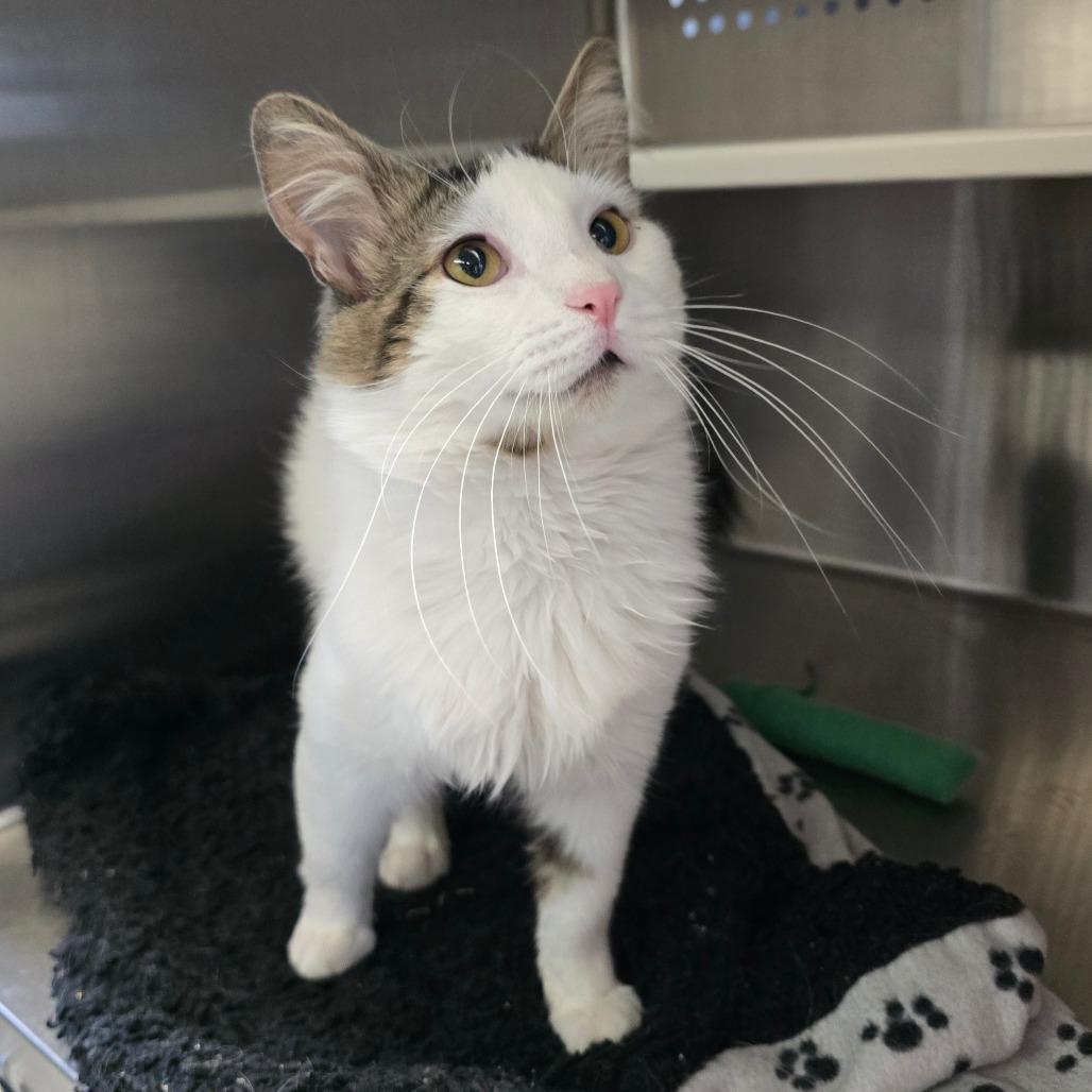 Romeo, Adoptable, Adult Male Domestic Medium Hair.