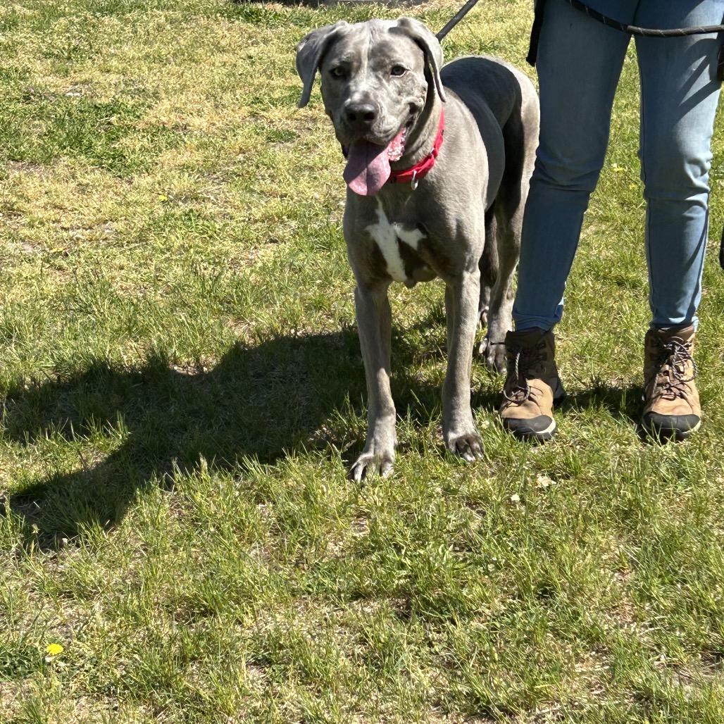 Enlarge Skylar (In Foster), a Adoptable mixed breed in Vineland, NJ image 1/2