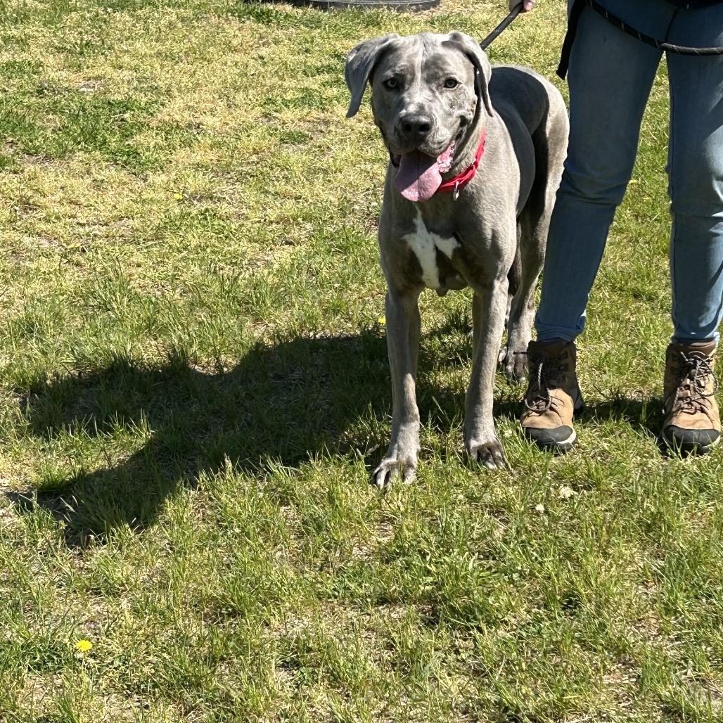 Enlarge Skylar (In Foster), a Adoptable mixed breed in Vineland, NJ image 2/2