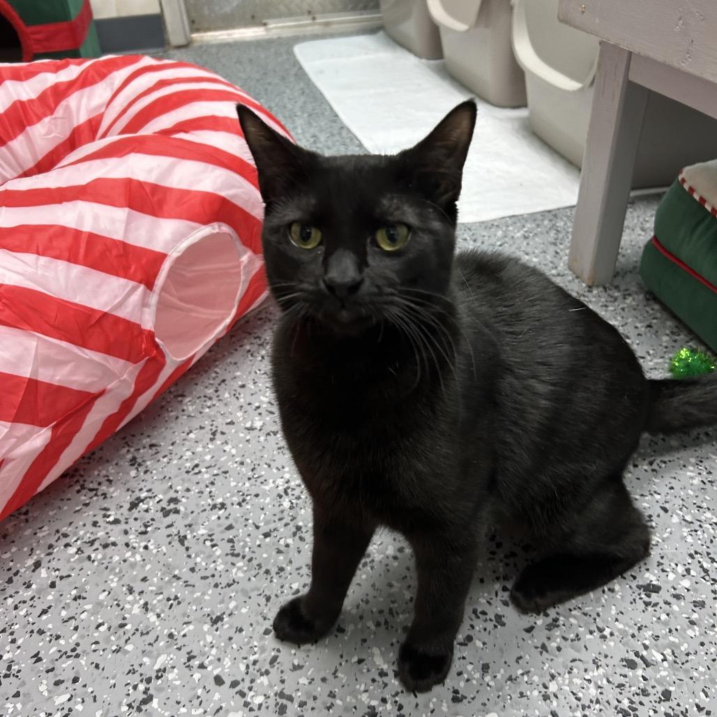 Juan 27871, Adoptable, Young Male Domestic Short Hair.