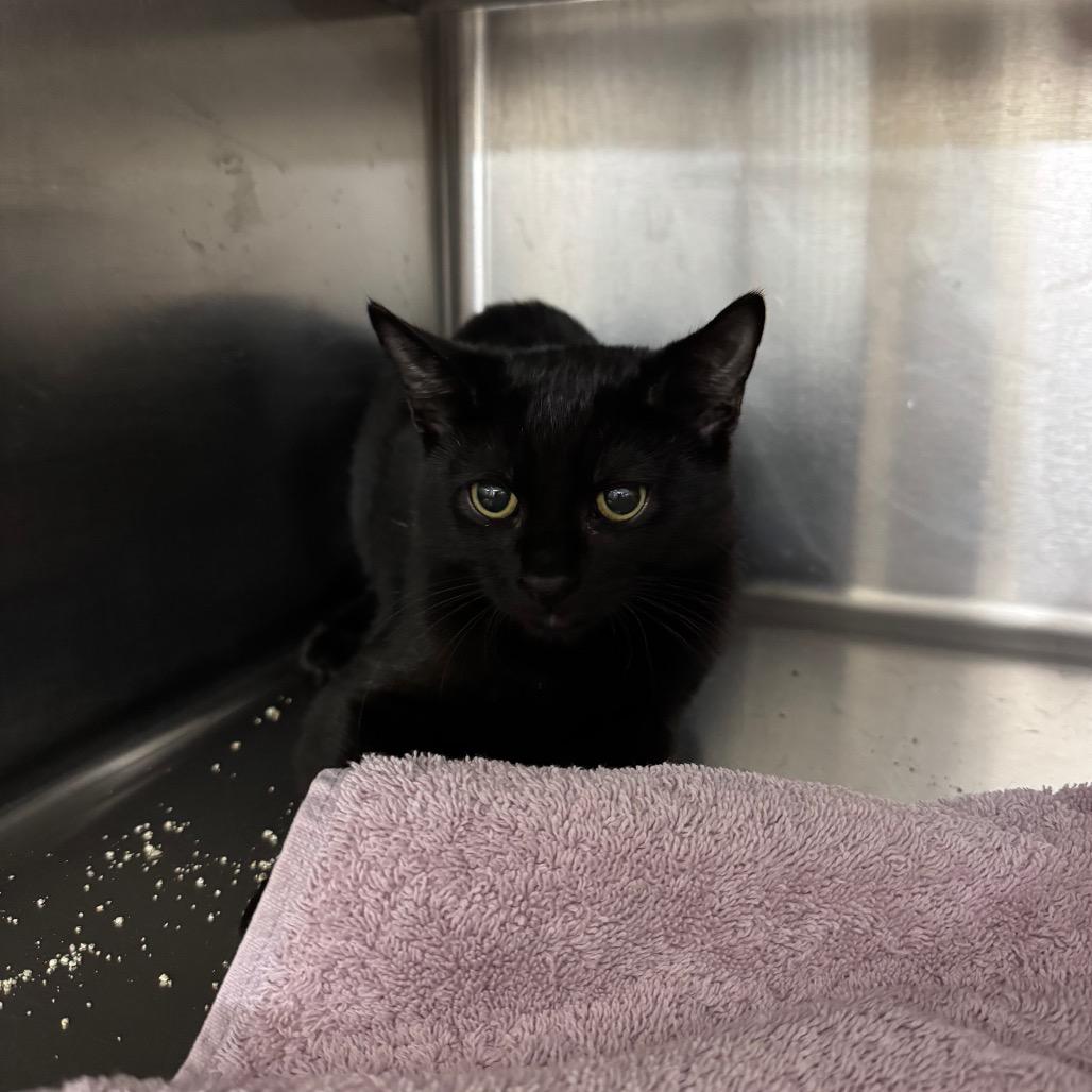 Enlarge Juan 27871, a Adoptable Domestic Short Hair in Middleburg, FL image 2/4