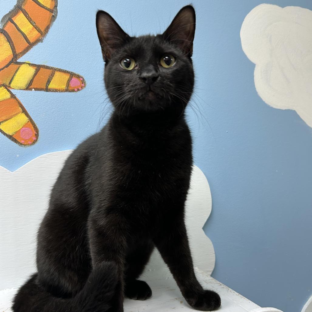 Enlarge Juan 27871, a Adoptable Domestic Short Hair in Middleburg, FL image 3/4