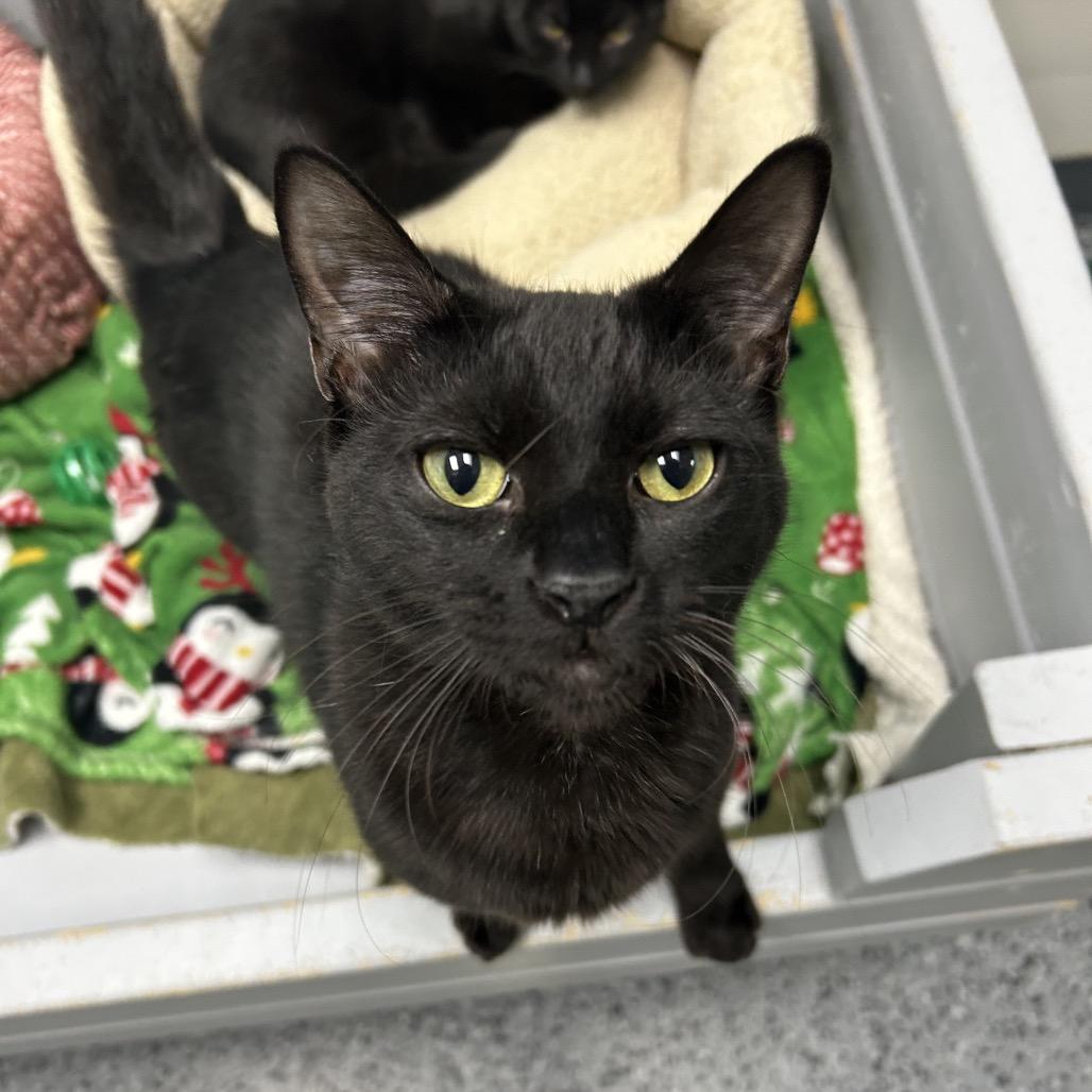 Enlarge Juan 27871, a Adoptable Domestic Short Hair in Middleburg, FL image 4/4