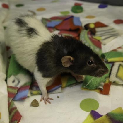 Richard, Adoptable, Senior Male Rat & Rat.