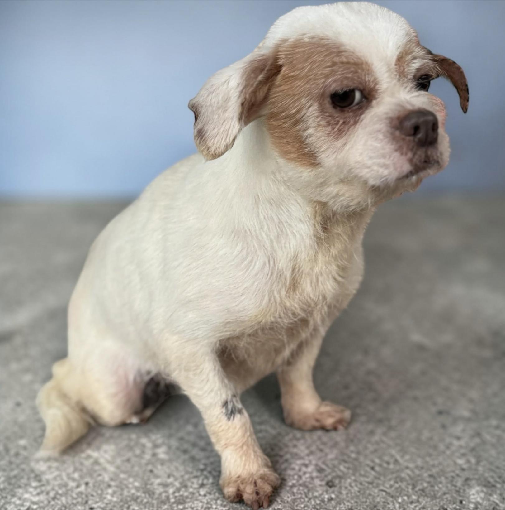 Shakira — thumbnail 3