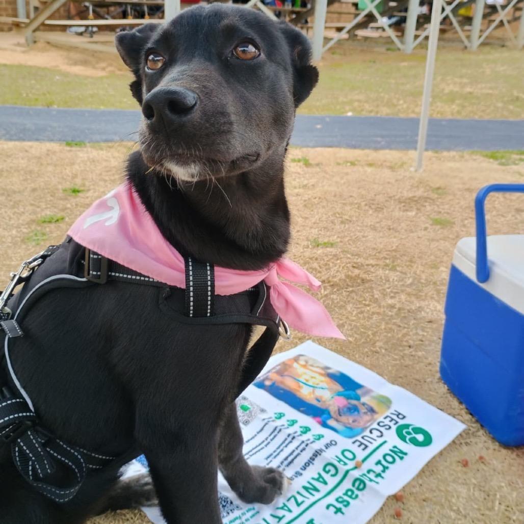 Missy II, a Adoptable Labrador Retriever in Mount Pleasant, TX image 1/6