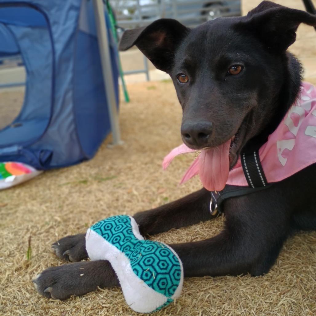 Missy II, a Adoptable Labrador Retriever in Mount Pleasant, TX image 2/6