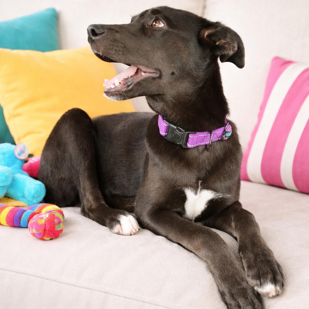 Missy II, Adoptable, Young Female Labrador Retriever.