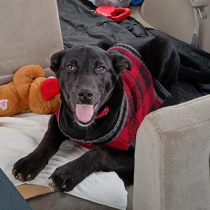 Missy II, Adoptable, Puppy Female Labrador Retriever.