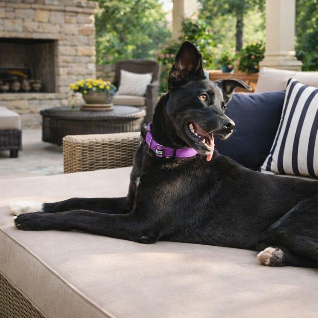 Missy II, a Adoptable Labrador Retriever in Mount Pleasant, TX image 6/6