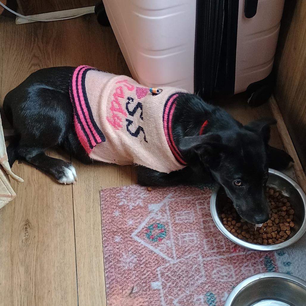 Enlarge Missy II, a Adoptable Labrador Retriever in Mount Pleasant, TX image 3/5