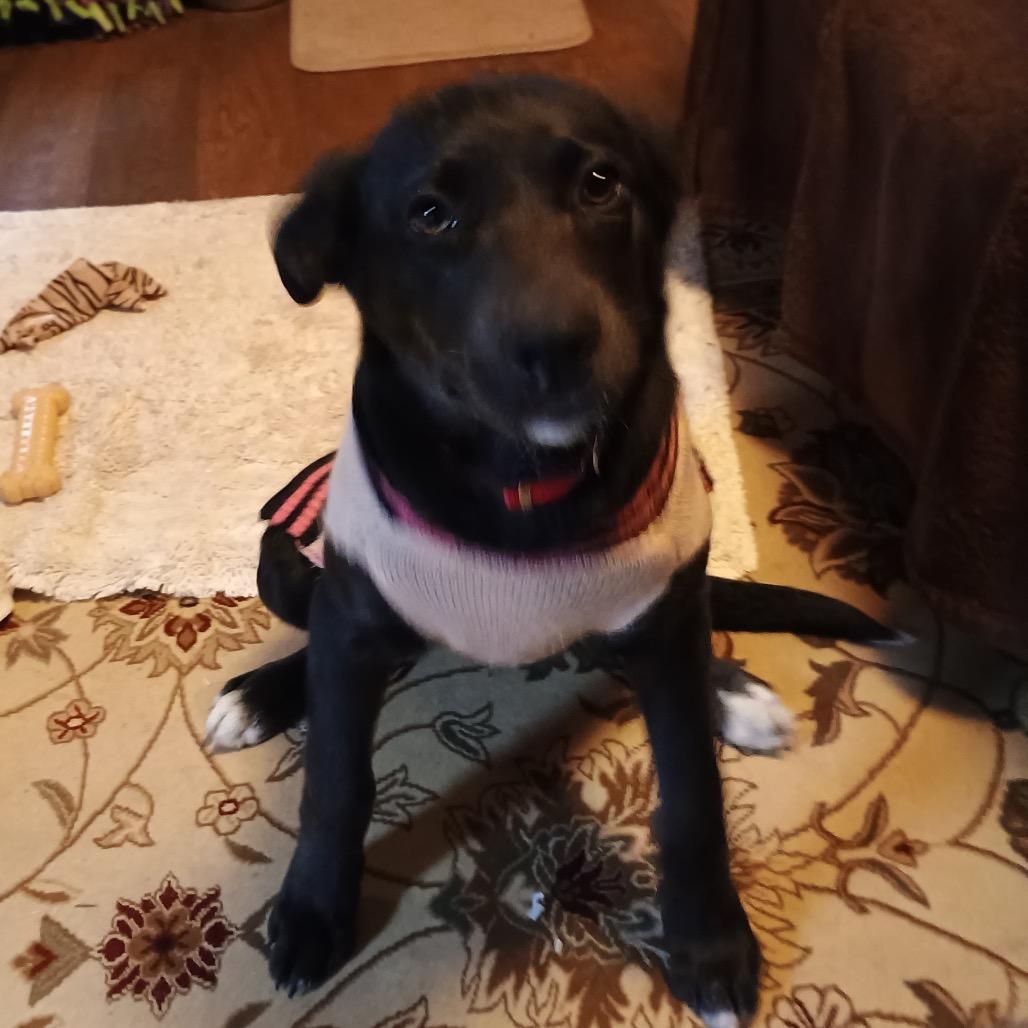 Enlarge Missy II, a Adoptable Labrador Retriever in Mount Pleasant, TX image 4/5