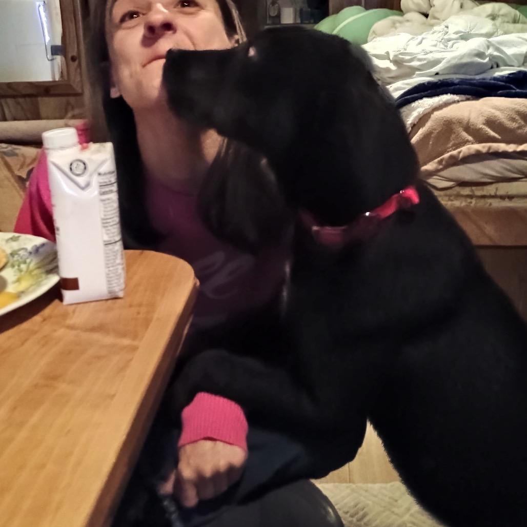 Enlarge Missy II, a Adoptable Labrador Retriever in Mount Pleasant, TX image 5/5