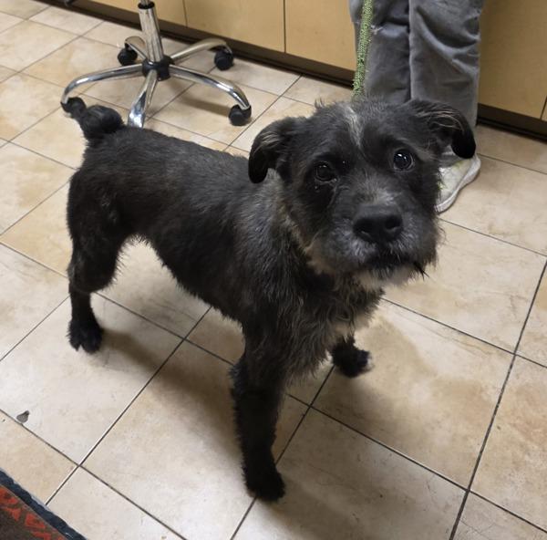 Julio (mcas), Adoptable, Adult Male Mixed Breed.