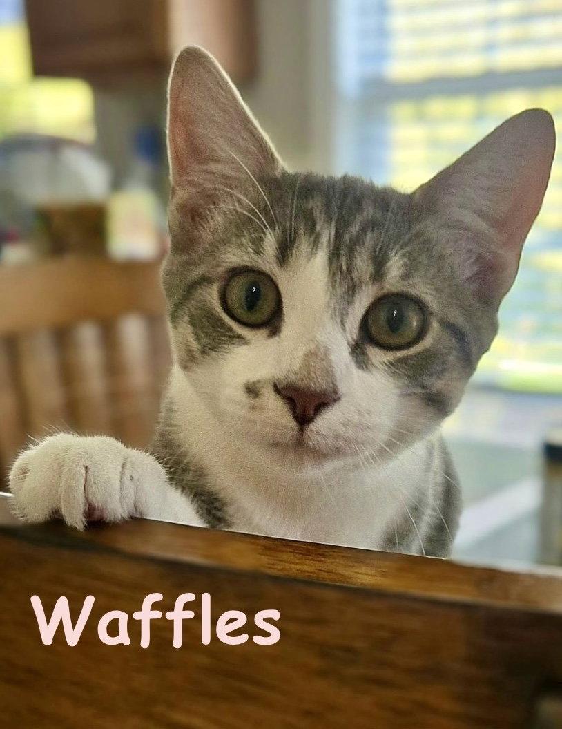 Enlarge Waffles, a Adoptable Tabby in Flint Hill, VA image 1/3