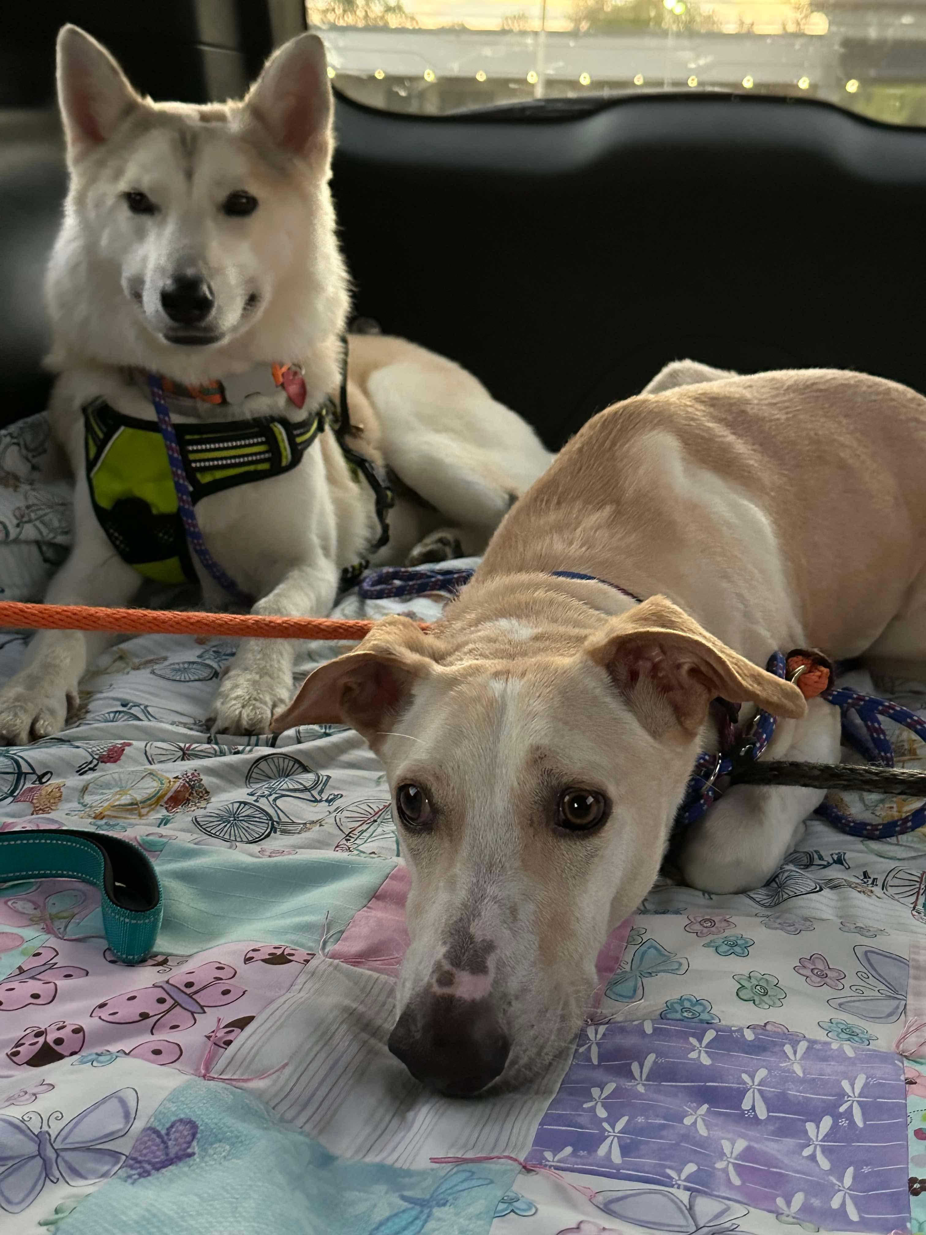 Apollo, an adoptable Saluki, Labrador Retriever in Fishers , IN, 46038 | Photo Image 4