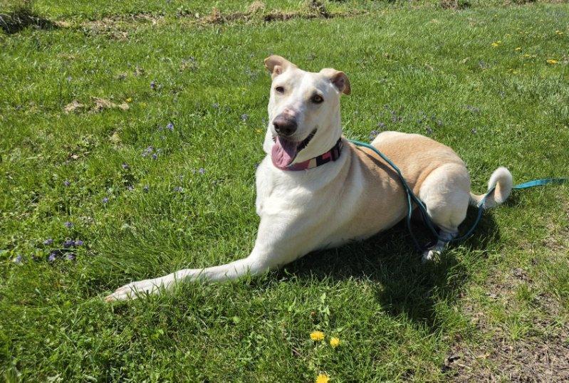 Enlarge Apollo, a Adoptable mixed breed in Williamsport, PA image 3/6