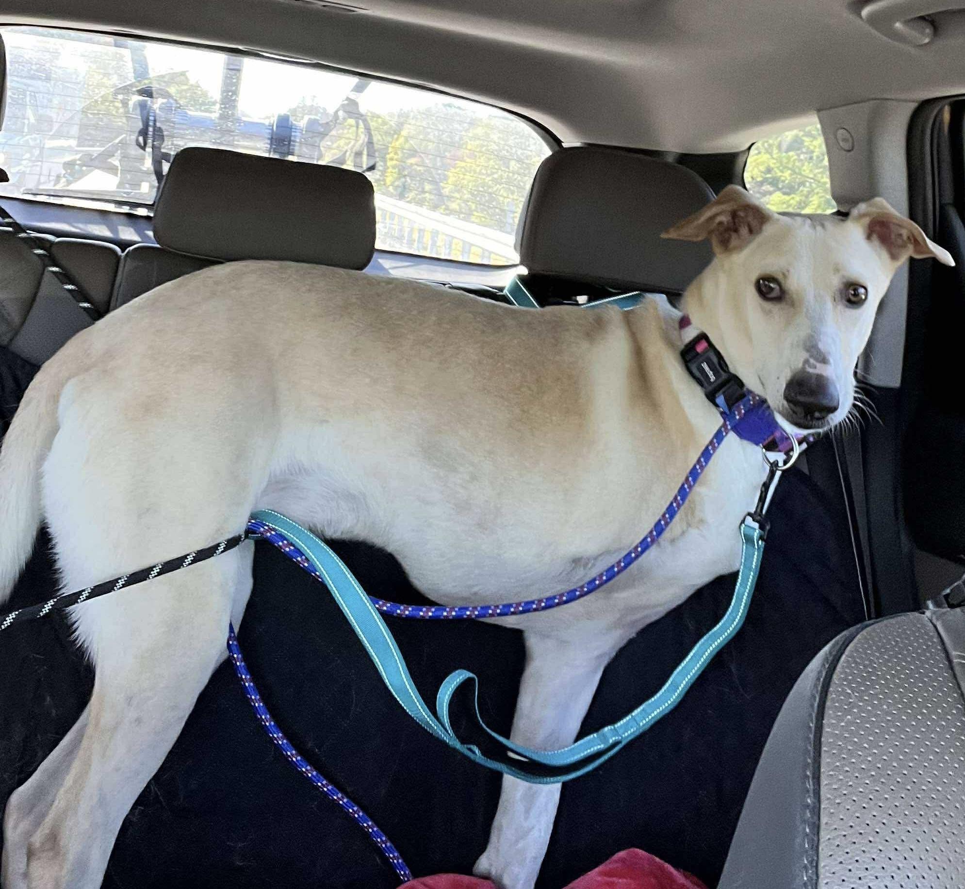 Apollo, an adoptable Saluki, Labrador Retriever in Fishers , IN, 46038 | Photo Image 2