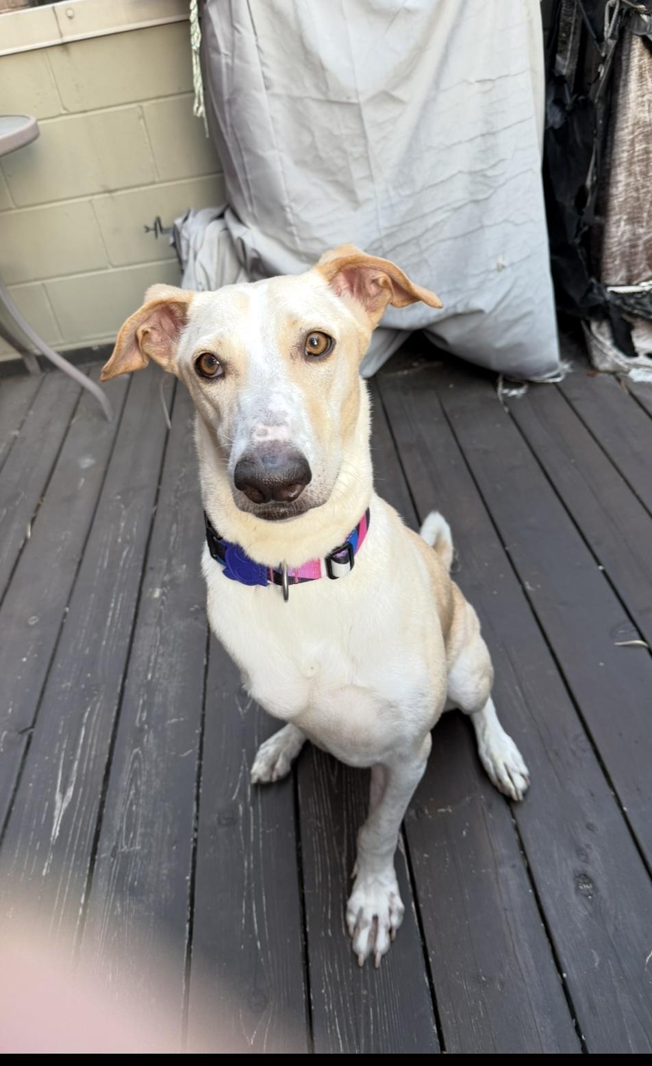 Apollo, an adoptable Saluki, Labrador Retriever in Fishers , IN, 46038 | Photo Image 1
