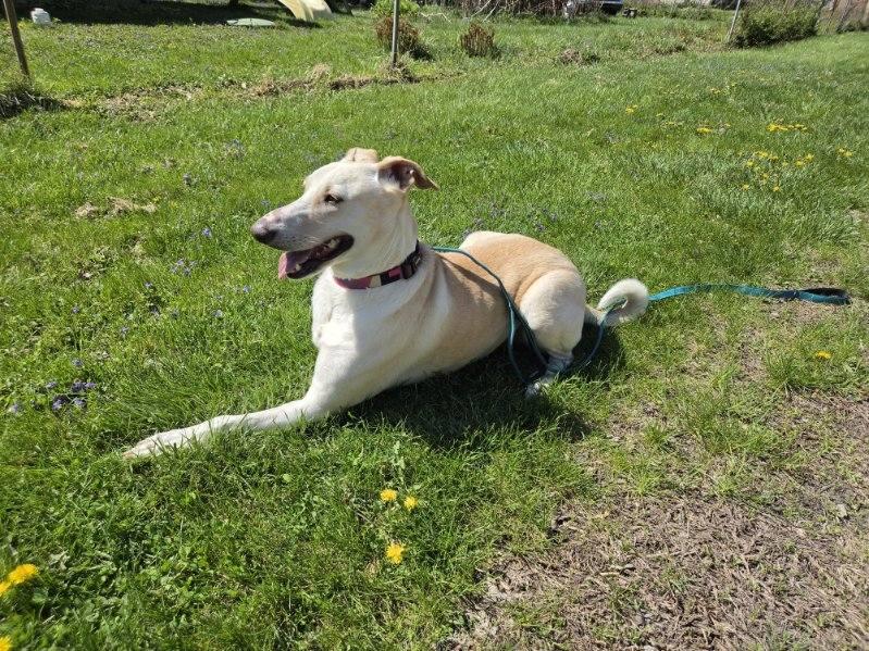 Enlarge Apollo, a Adoptable mixed breed in Williamsport, PA image 4/6