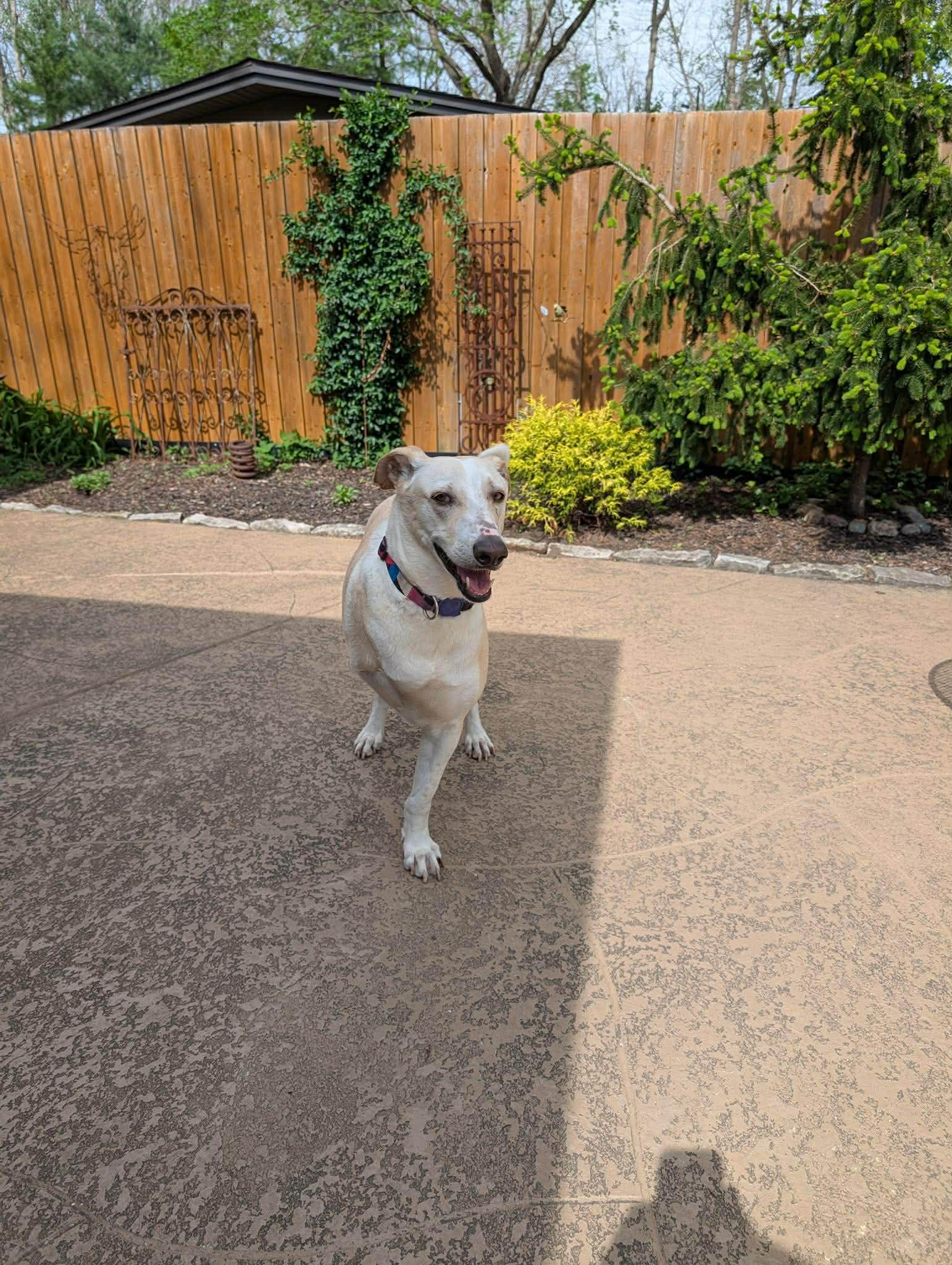Enlarge Apollo, a Adoptable mixed breed in Williamsport, PA image 6/6