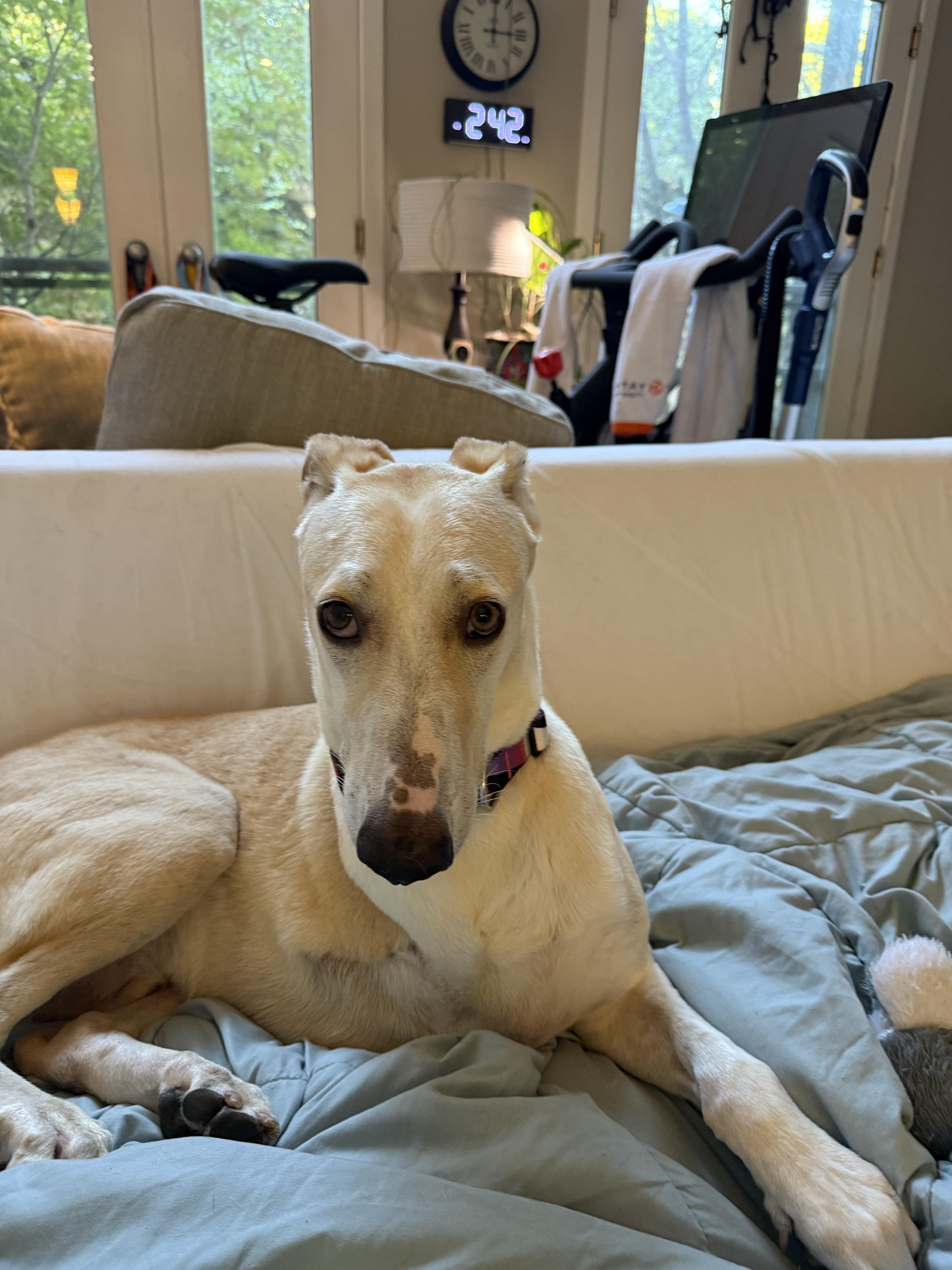 Apollo, an adoptable Saluki, Labrador Retriever in Fishers , IN, 46038 | Photo Image 3